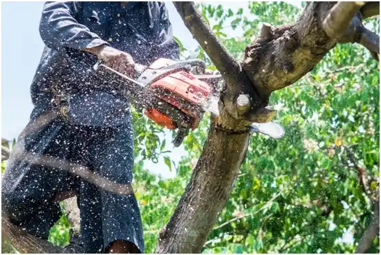 tree services Grape Creek